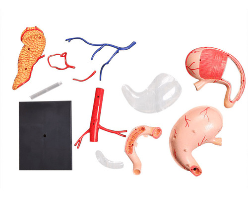 O Modelo Anatómico Del Estómago Modelo De Anatomía Humana 30