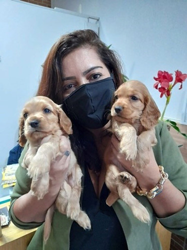 Cachorros Cocker Spaniel