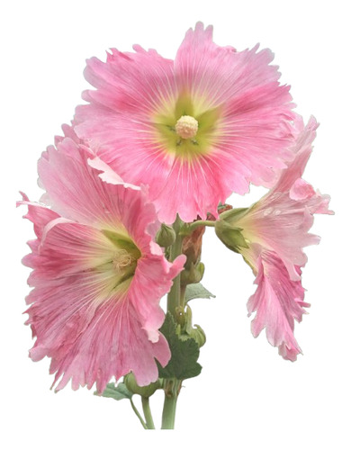 50 Sementes De Flores Malva Real Rosa