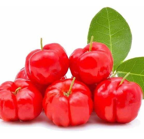 Muda De Acerola (estaca) Produz Rápido 50cm  + Brinde