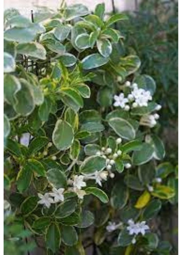 100 Sementes Jasmim De Madagascar Variegata Pronta Entrega