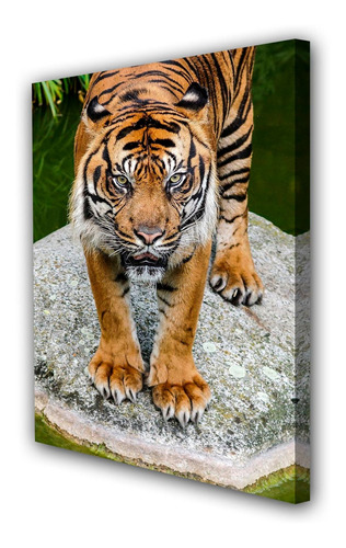 Cuadro 20x30cm Tigre Animal Felino Salvaje M5