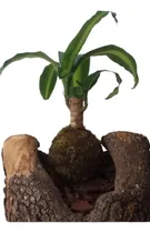 Comprar Planta Kokedama Decoración 