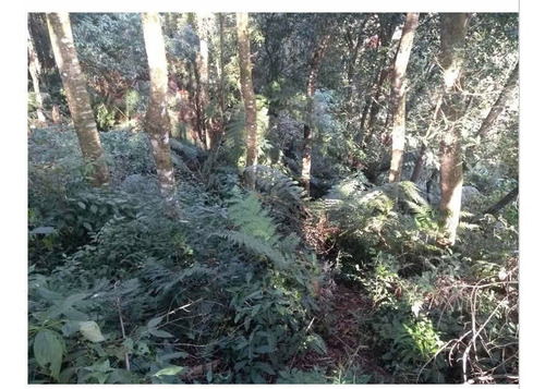 Imagem 3 de 5 de Terreno De 2016 M 2 De 36 De Frente Por 56 De Fundos,