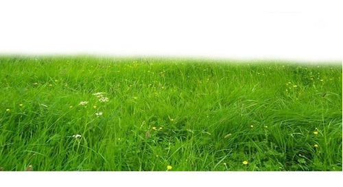 Semillas De Pasto Rye Grass De Invierno 1kg