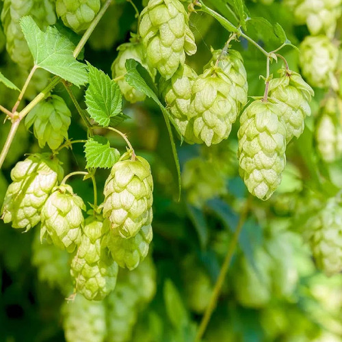 Kit 2 Pct Chá De Lúpulo Humulus Lupulus L 50g