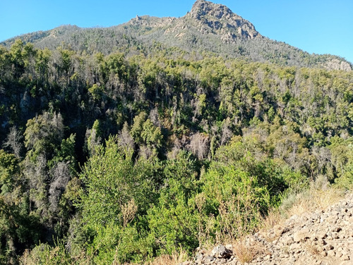 Molina, Radal Parcela De 5.000 M2 Rodeada De Bosque Nativo