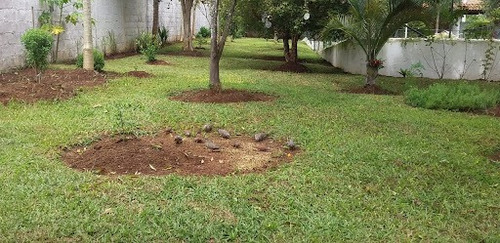 Imagem 13 de 30 de Chácara Em Jardim Meny, São Roque/sp De 1084m² 2 Quartos À Venda Por R$ 480.000,00 - Ch1774140-s