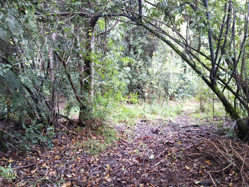 Increíble Parcela Con Bosque Nativo En Chabelita Valdivia