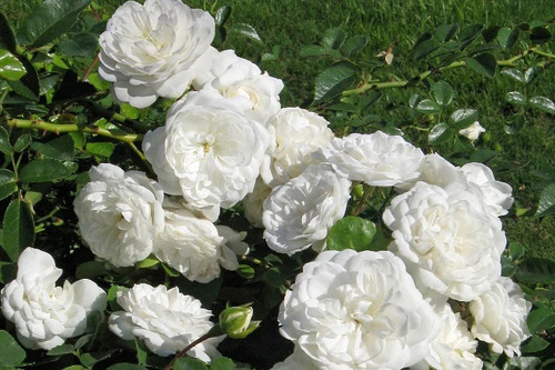 Rosal Enredadera Blanco, Más Semillas 