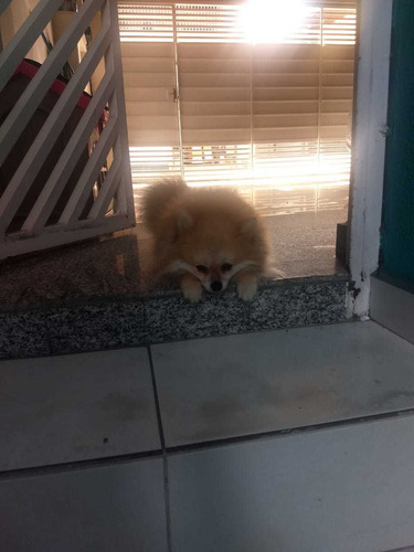 Filhotes Spitz Alemão Para Janeiro (ler Descrição)