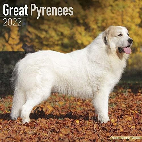 Great Pyrenees Calendar - Dog Breed Calendars - 2021, De Megacalendars. Editorial Dream Publishing En Inglés