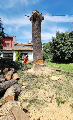 Poda De Arboles Tala Extracciones Escalador Con Seguro Gasto