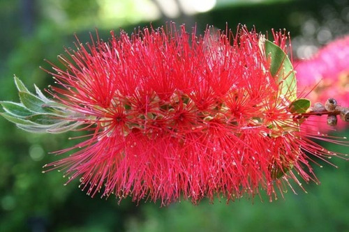 Callistemon Limpia Tubo Árbol  Cerco Vivo Puerto Jardín