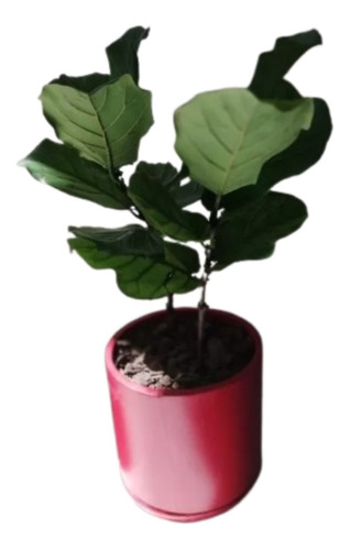 Combo Decoración De Interiores Ficus Pandurata - Lyrata