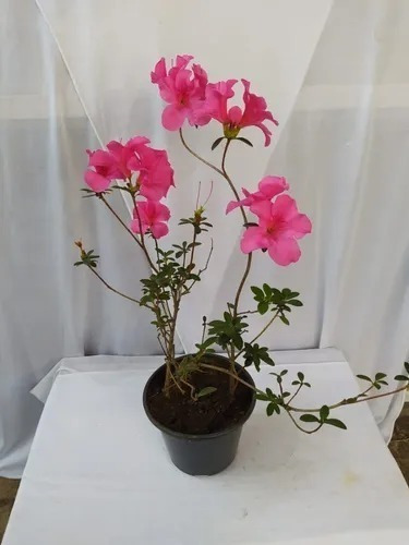 Planta Rododendron - Azaléia - Bonsai - Feng Shui | Parcelamento sem juros