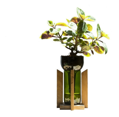 Imagen 1 de 10 de Dolar Negro Little Plant 24 Con Soporte, Maceta Autorregante