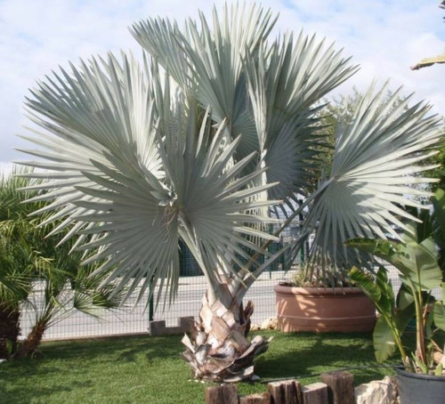 Palmera Bismarckia Nobilis 110lts (seña)