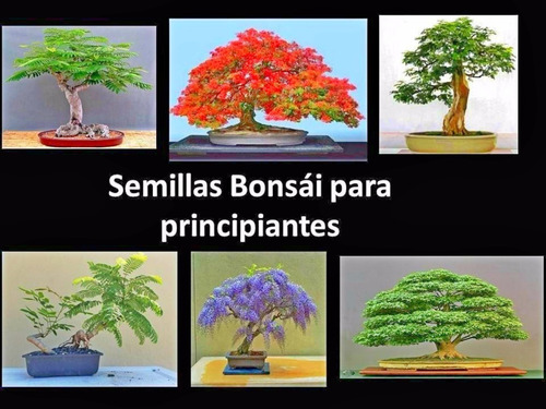 Combo De Semillas Bonsai Para Principiantes + Obsequio