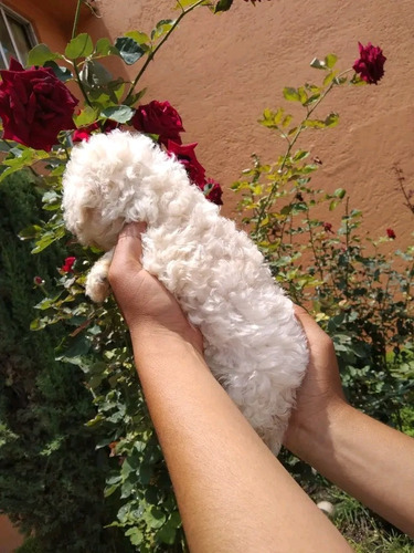 Cachorritos French Poodle Blancos Toy