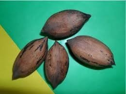 Combo De 2 Nogales Pecan De 1,50 Mt. De Alt. C/u.