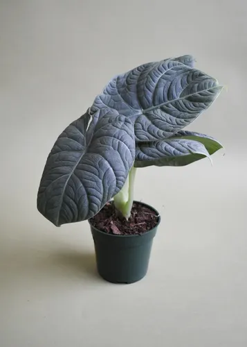 Alocasia Maharani - Alocasia Grey Dragon
