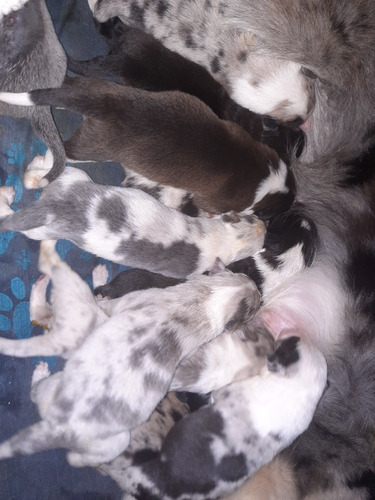 Imagen 9 de 9 de Cachorros Border Collie