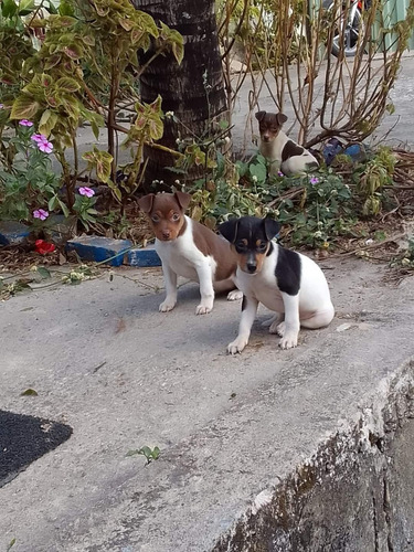 Filhotes De Fox Paulistinha Marrom Chocolate