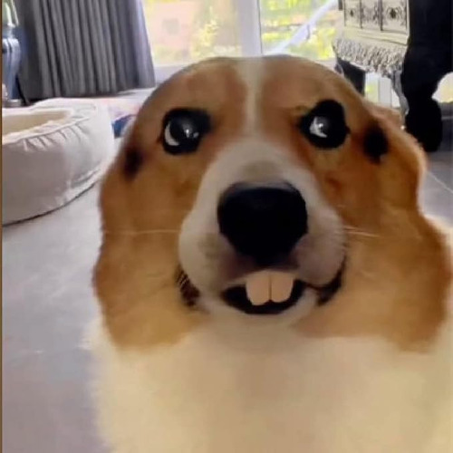 Dientes Postizos Para Perros, Divertidas Dentaduras Postizas
