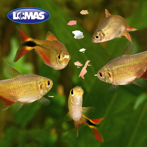 Hojuelas Básicas Peces Tropicales Alimento 30g Lomas