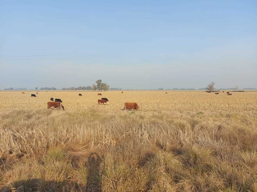 Imagen 4 de 11 de Chacra De 18 Hectareas En Saladillo Sobre Ruta 205