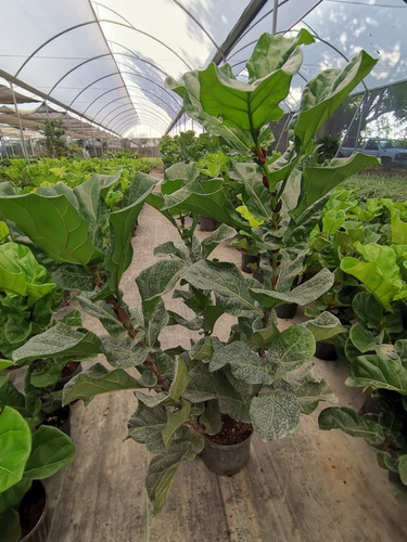 Imagen 3 de 3 de Planta Ficus Pandurata O Lyrata 3 Puntas (de 1.5 M A 2 M)