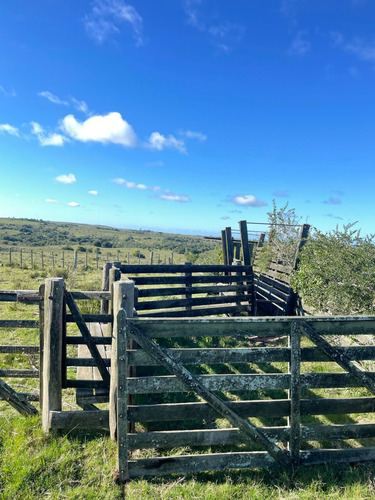 Campo De 11 Hectáreas Dividido En 5 Potreros Excelente Para Ganaderia En Rocha