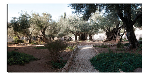 Cuadro Decorativo - Jardín De La Antigua Jerusalén
