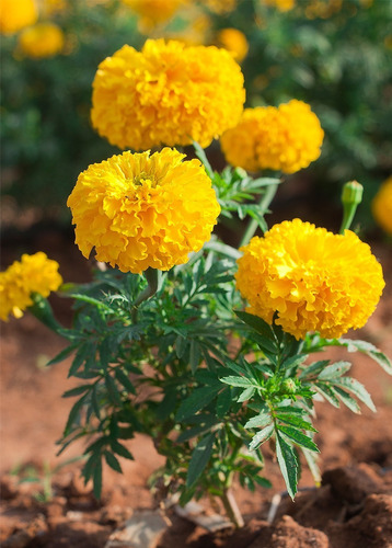 30 Semillas De Tagete Gigante Tagetes Erecta