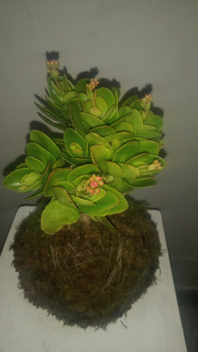 Kokedama Kalanchoe Rojo Rojo