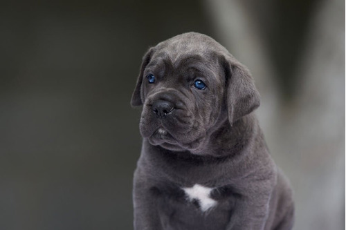 Perros Mastín Italiano Cachorros Cane Corso Disponibles Can