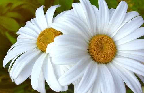 Semillas Flor - Margarita Gigante Blanca - Lachacrita