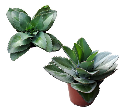 Planta Kalanchoe Original