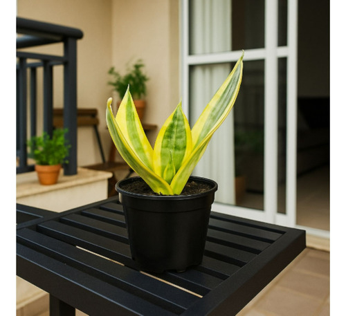 Espadinha Dourada Sansevieria Golden Hahnii Com Manual