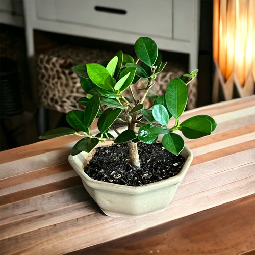 Bonsai Ficus Retusa N2 En Maceta Ceramica Esmaltada