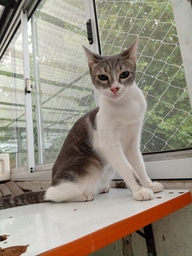 Guardería De Gatos En Mi Casa