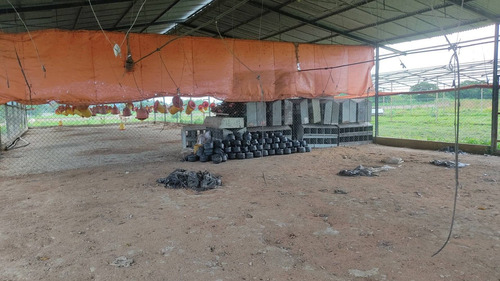 Imagen 9 de 14 de Venta Finca, Guigue Planta Cod. 155496