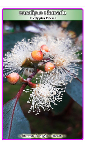 Semillas De Eucalipto Cinerea (eucalyiptus Cinerea)