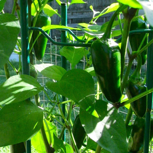 Imagem 2 de 10 de Sementes De Pimenta Jalapenho Mexicana Para Vaso Ou Hortas