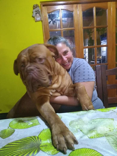 Imagen 2 de 5 de Servicio De Monta Dogo De Burdeos