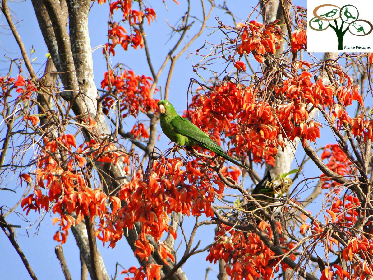 Mulungu Bico de Papagaio ou Corticeira