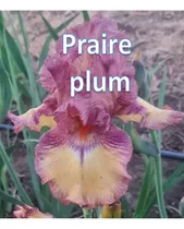 Comprar 3 Rizoma De Lirios Barbados O Iris Germánica Praire Plum