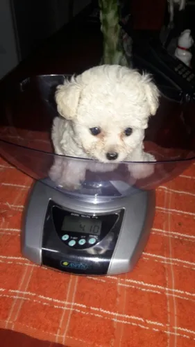 comprar Caniche  Micro Mini Toy Hembrita Machito