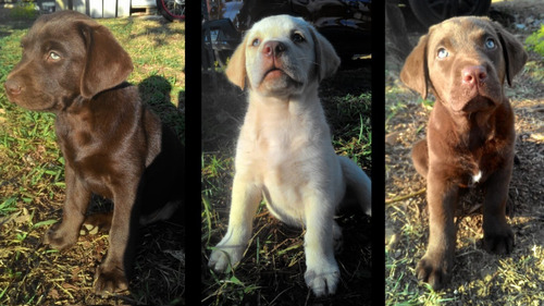 Lindos Filhotes Labrador Retriever Macho Saudaveis